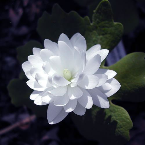 Sanguinaria canadensis Flore Pleno